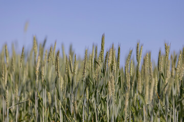 a field with green unripe cereals in summer