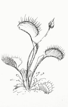 Hand drawn sketch of a flower