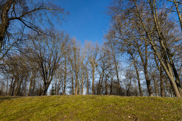 different types of trees in the park in winter