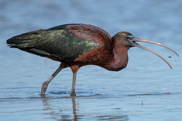 The glossy ibis (Plegadis falcinellus) is a water bird Pelecaniformes and the ibis and spoonbill...