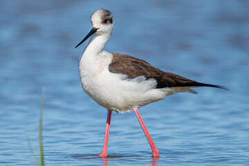 Black-winged Himantopus himantopus Recurvirostridae family and genus Himantopus common bird in aiguamolls emporda girona spain