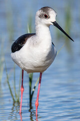 Black-winged Himantopus himantopus Recurvirostridae family and genus Himantopus common bird in aiguamolls emporda girona spain