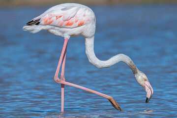 The greater flamingo (Phoenicopterus roseus) is the most widespread and largest species of the red...
