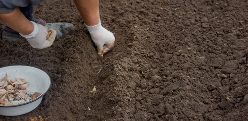 Hands of a farmer holding garlic. planting garlic.
