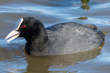 Fulica atra is a eurasian coot common in aiguamolls emporda girona spain