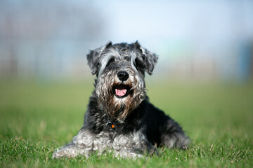 miniature schnauzer in green grass