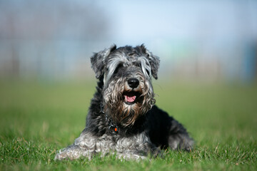 miniature schnauzer in green grass