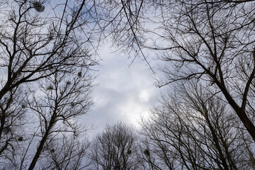 maple trees without foliage in the winter season in the forest