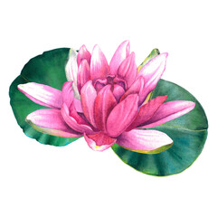 Pink water lily flower with two green leaves. Hand drawn watercolor illustration of exotic lotus composition. Chinese water lily. Design of invitations, film posters, cards, fabrics. Botanical drawing