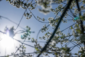 cherry blossoms in the orchard