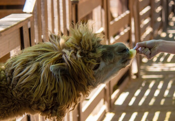 close-up of a girl feeding a llama from her hands.