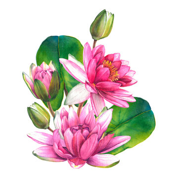 Watercolor flowers painting, floral bouquet illustration with pink water lilies, buds, green leaves isolated on background. Exotic water lily for Spa, Zen or wedding design. Botanical drawing of lotus
