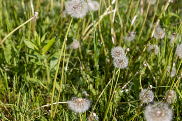 beautiful dandelion flowers close up
