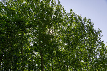 beautiful young foliage on the trees