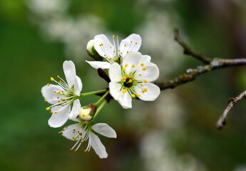 Zweig mit weißen Schlehenblüten