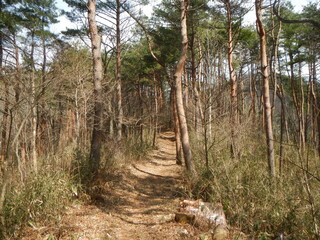 林道 山道 権現森