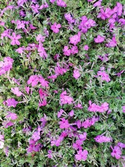 Seedlings of flowers.Blooming flowers.Seedlings of plants