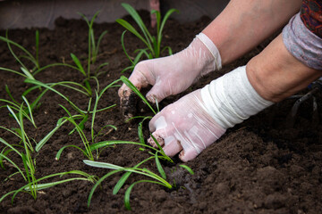 close-up of a woman planting a seedling in the soil.