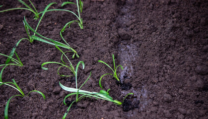 close-up of a woman planting a seedling in the soil.