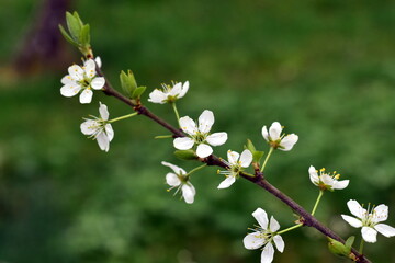 Zweig mit weißen Schlehenblüten
