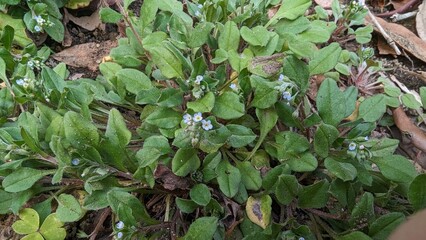 leaves in the garden