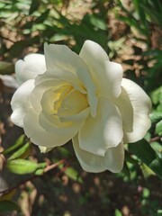 A white rose on a natural background. A white rose in a natural environment