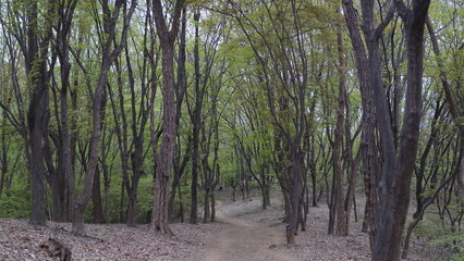 Obraz premium 숲속 