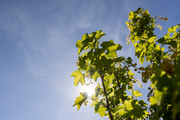 flowering currant bushes in the orchard