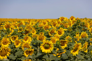 high-yielding field with yellow sunflower flowers, pollination