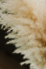 Close-up fluffy dry spikelets on a dark background.