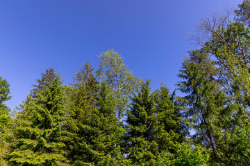 Fototapeta premium mixed forest with green foliage on trees in clear weather
