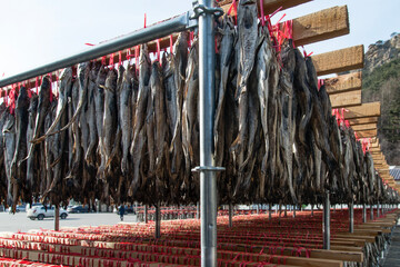 View of drying pollacks in winter
