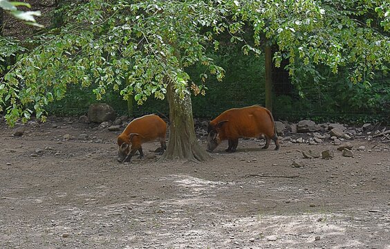 Potamochères roux  (Potamochoerus porcus) fouillant le sol à l'ombre d'un arbre