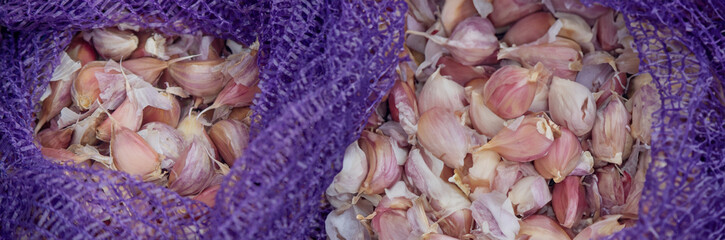 Hands of a farmer holding garlic. planting garlic.