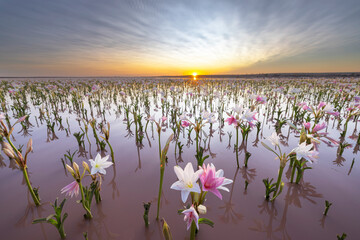 Lilies in water at sunset