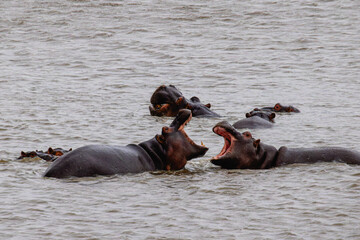 hippo in the river at kruger nationalpark in south africa