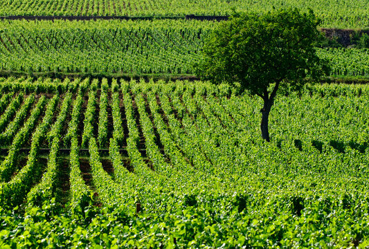 vineyards on the outskirts of Baune city, Beaune , Cote de Beaune , Cote d'Or ,  Burgundy, France, Europe