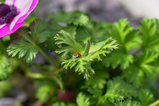 Ladybird ladybug resting on bright green leaves next to purple anemone flowers.