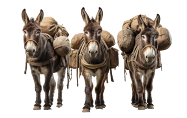 A group of donkeys with bags on their backs journeying through a dusty desert landscape