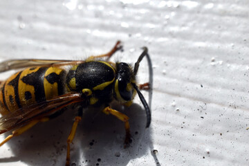 A queen wasp crawls along a board in early spring, close-up.
