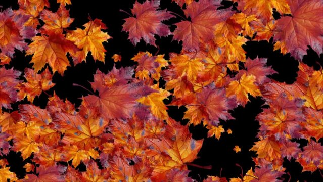 Realistic 3D render falling autumn Maple leaves. Element with alpha channel motion graphic background