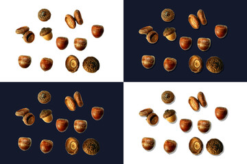 Acorns on a navy blue and white background