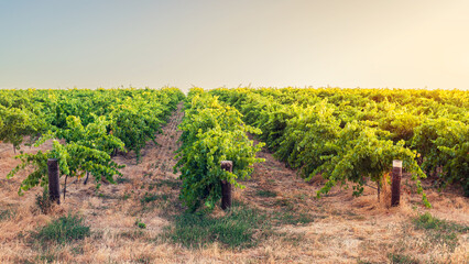 Fototapeta na wymiar Barossa Valley wine region vineyards at sunset time, Tanunda, South Australia