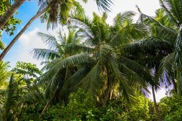 Fototapeta premium Palm trees in a dense green forest.