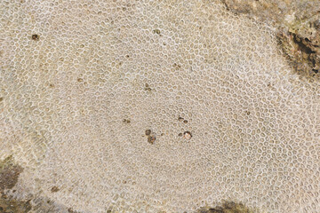 White coral texture photo. Abstract background.  Biological texture of natural sea coral. Fossil corals reef. Ancient creatures, turned into stone. 