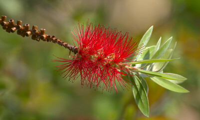 Une fleur Callisteme, callistemon
