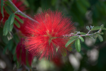 Une fleur Callisteme, callistemon