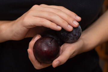 Female Hands Holding Fresh Plum. Hands gently cradling ripe purple plum.