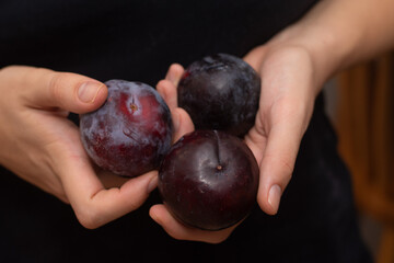 Female Hands Holding Fresh Plum. Hands gently cradling ripe purple plum.