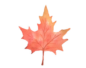 Obraz premium Autumn maple leaf isolated. Hand drawn watercolor illustration